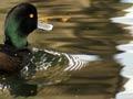 New Zealand scaup male