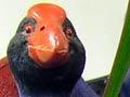 Pūkeko kitsch