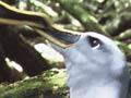 Buller’s albatrosses nesting below <em>Olearia lyallii</em>