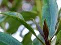 Ngaio leaves