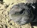 Male and female tuatara