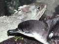 Shearwater and tuatara