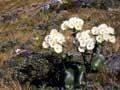Low-alpine curled snow tussock 