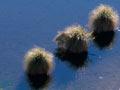 Tussock sedge