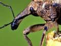 Coxella weevil 