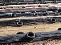 Worm farm