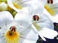 Tūtae-kiore (eyebright)