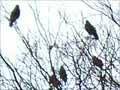 Starlings at dusk