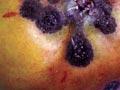 Black spot