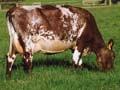 Dairy Shorthorn