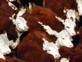 Polled Hereford cattle