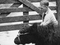 Belted Galloway