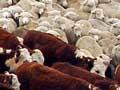 Herefords and Merinos being mustered