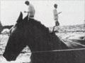 Horse and sled 