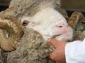 Merino ram