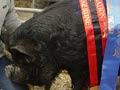 Prize pig