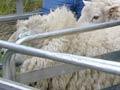 Sheep genes
