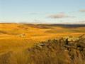 Central Otago tussock