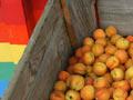 Bag your own apricots
