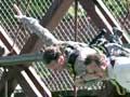 Bungy jumping