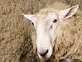 Agrodome