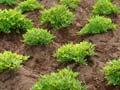Kūmara grown on mounds