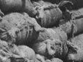 Stacks of sugar sacks