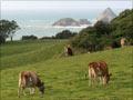 Dairy cattle