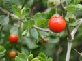 Boxthorn thorns