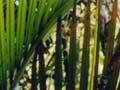 Huirangi cross