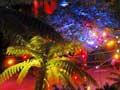 Festival of Lights, Pukekura Park
