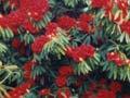 Kaponga rhododendron