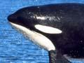 Breaching orca