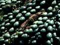 Brown seaweeds 