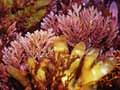 Red seaweeds 