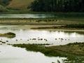 Mangemangeroa estuary, Auckland
