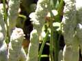 Saltwort