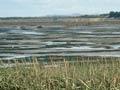 Cordgrass, New River Estuary