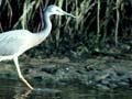 White-faced heron