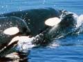 Mother and calf