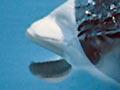 Southern right whale dolphins