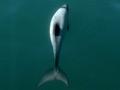 Hector’s dolphins, Banks Peninsula
