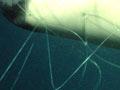 Dolphin caught in a set net
