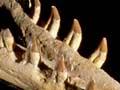 Shark-toothed dolphin 