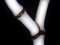 Bamboo coral