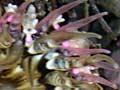 Camouflaged anemone 