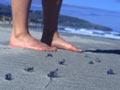 Legs of man next to group of blue jellyfish on beach