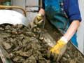 Processing Pacific rock oysters 