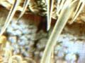 Scallops