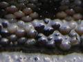 Chitons 